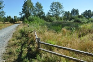 magnuson_wetland_area